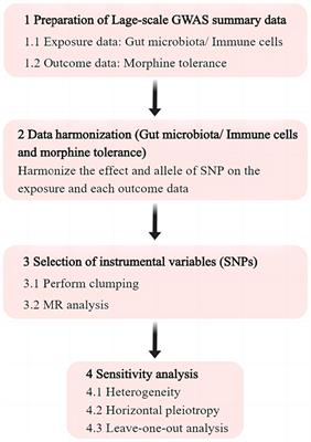 Genetically supported causality between gut microbiota, immune cells and morphine tolerance: a two-sample Mendelian randomization study